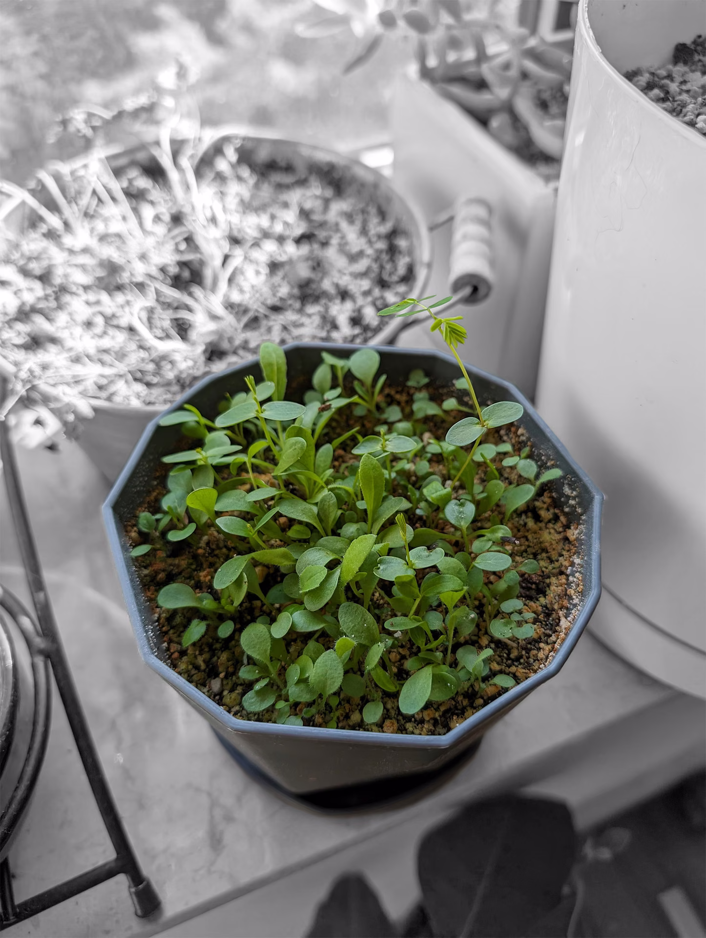 The seedlings grown thick on the windowsill